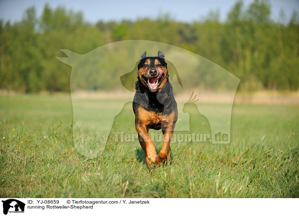 rennender Rottweiler-Schferhund / running Rottweiler-Shepherd / YJ-08659