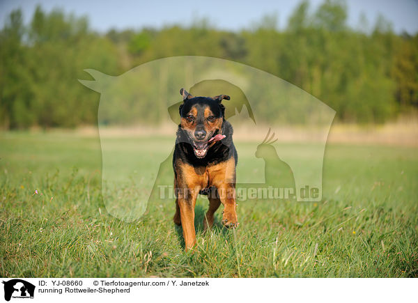 rennender Rottweiler-Schferhund / running Rottweiler-Shepherd / YJ-08660