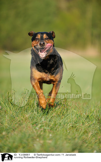 rennender Rottweiler-Schferhund / running Rottweiler-Shepherd / YJ-08661