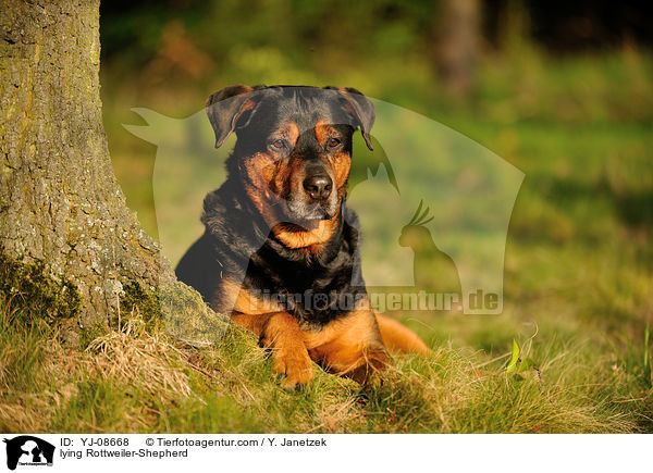 liegender Rottweiler-Schferhund / lying Rottweiler-Shepherd / YJ-08668