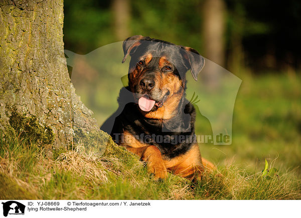 liegender Rottweiler-Schferhund / lying Rottweiler-Shepherd / YJ-08669