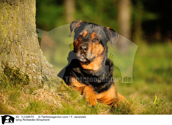 liegender Rottweiler-Schferhund / lying Rottweiler-Shepherd / YJ-08670