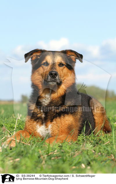 liegender Berner-Sennenhund-Schferhund / lying Bernese-Mountain-Dog-Shepherd / SS-38244