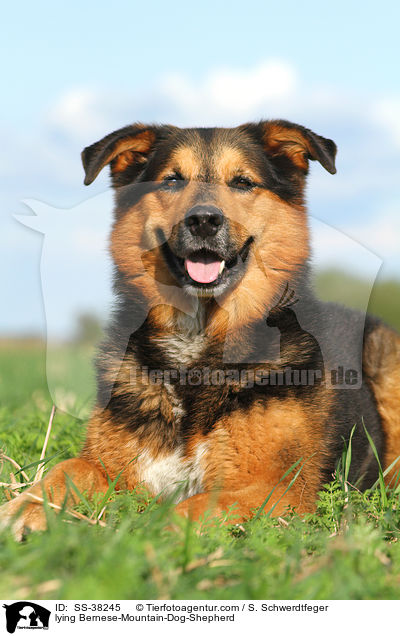 liegender Berner-Sennenhund-Schferhund / lying Bernese-Mountain-Dog-Shepherd / SS-38245