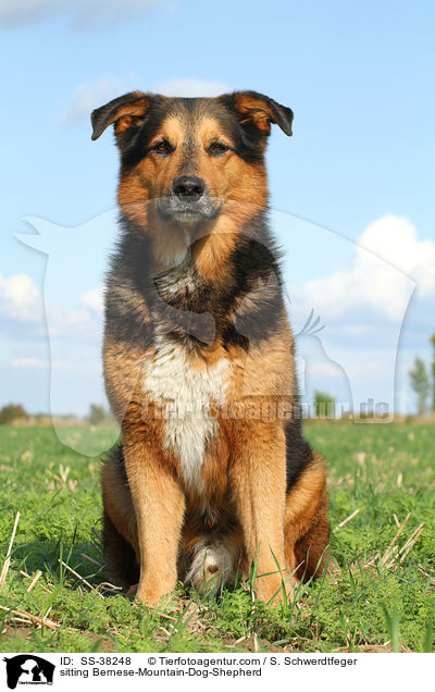 sitzender Berner-Sennenhund-Schferhund / sitting Bernese-Mountain-Dog-Shepherd / SS-38248