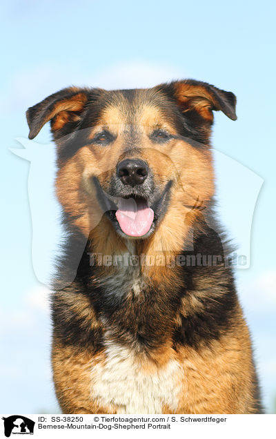 Berner-Sennenhund-Schferhund Portrait / Bernese-Mountain-Dog-Shepherd Portrait / SS-38250