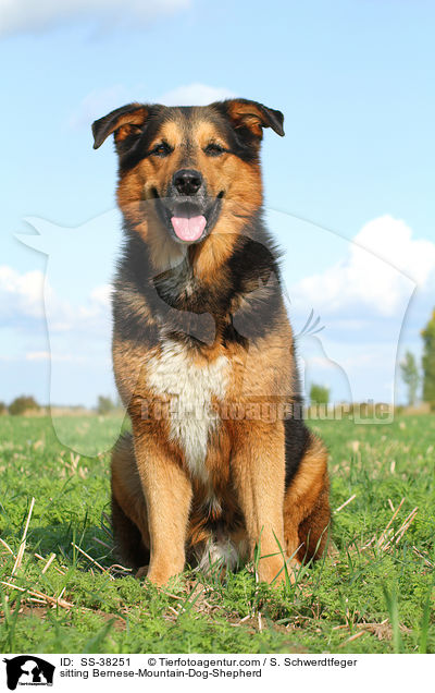 sitzender Berner-Sennenhund-Schferhund / sitting Bernese-Mountain-Dog-Shepherd / SS-38251