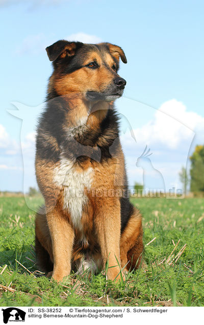 sitzender Berner-Sennenhund-Schferhund / sitting Bernese-Mountain-Dog-Shepherd / SS-38252