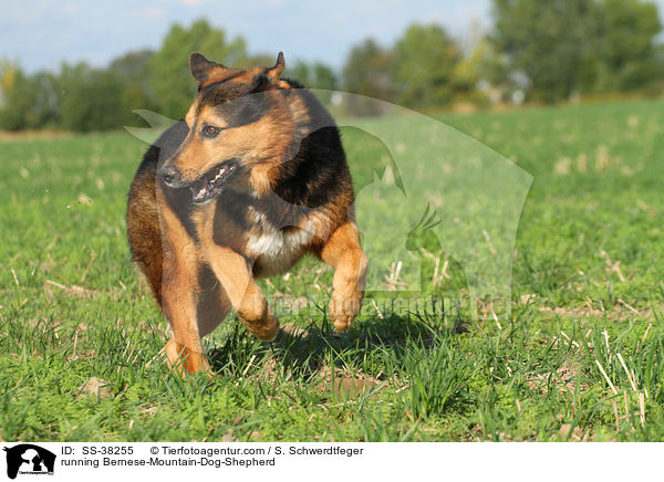 rennender Berner-Sennenhund-Schferhund / running Bernese-Mountain-Dog-Shepherd / SS-38255
