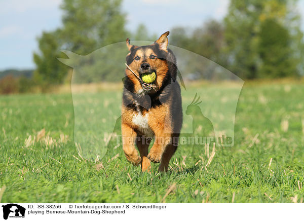spielender Berner-Sennenhund-Schferhund / playing Bernese-Mountain-Dog-Shepherd / SS-38256