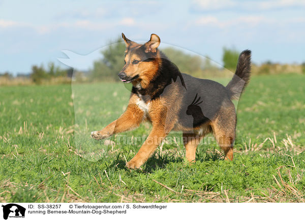 rennender Berner-Sennenhund-Schferhund / running Bernese-Mountain-Dog-Shepherd / SS-38257