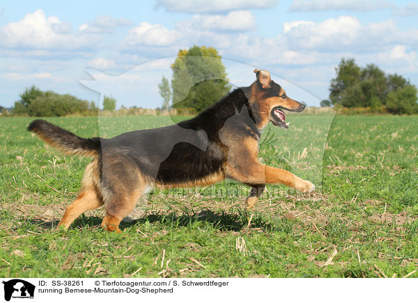 rennender Berner-Sennenhund-Schferhund / running Bernese-Mountain-Dog-Shepherd / SS-38261