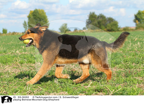 spielender Berner-Sennenhund-Schferhund / playing Bernese-Mountain-Dog-Shepherd / SS-38262