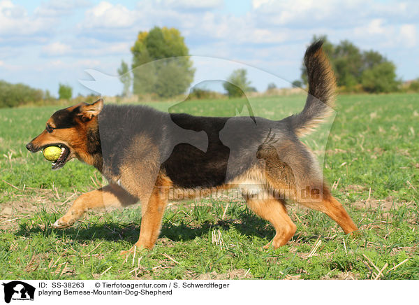 spielender Berner-Sennenhund-Schferhund / playing Bernese-Mountain-Dog-Shepherd / SS-38263