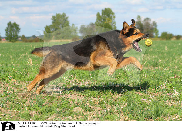 spielender Berner-Sennenhund-Schferhund / playing Bernese-Mountain-Dog-Shepherd / SS-38264