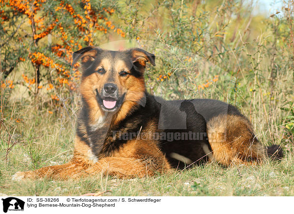 liegender Berner-Sennenhund-Schferhund / lying Bernese-Mountain-Dog-Shepherd / SS-38266