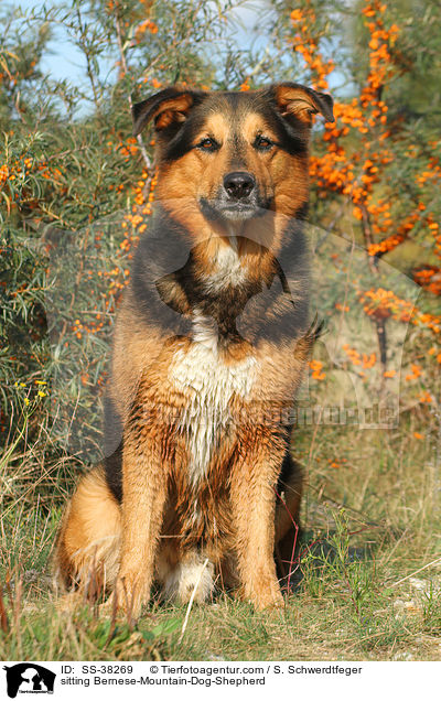 sitzender Berner-Sennenhund-Schferhund / sitting Bernese-Mountain-Dog-Shepherd / SS-38269