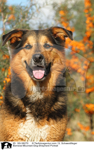 Berner-Sennenhund-Schferhund Portrait / Bernese-Mountain-Dog-Shepherd Portrait / SS-38270