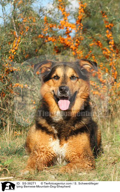 liegender Berner-Sennenhund-Schferhund / lying Bernese-Mountain-Dog-Shepherd / SS-38271
