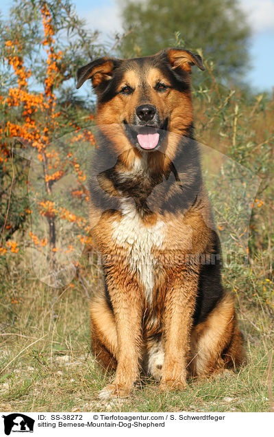 sitzender Berner-Sennenhund-Schferhund / sitting Bernese-Mountain-Dog-Shepherd / SS-38272