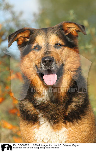 Berner-Sennenhund-Schferhund Portrait / Bernese-Mountain-Dog-Shepherd Portrait / SS-38273