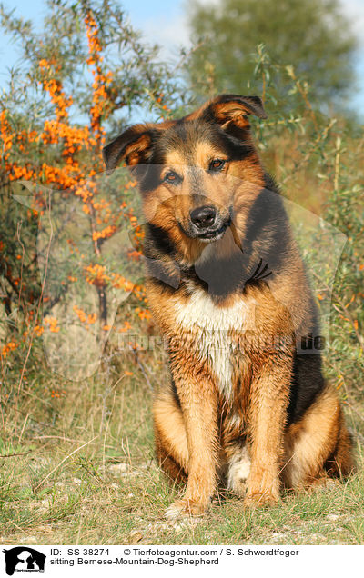 sitzender Berner-Sennenhund-Schferhund / sitting Bernese-Mountain-Dog-Shepherd / SS-38274