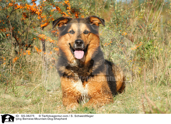 liegender Berner-Sennenhund-Schferhund / lying Bernese-Mountain-Dog-Shepherd / SS-38275