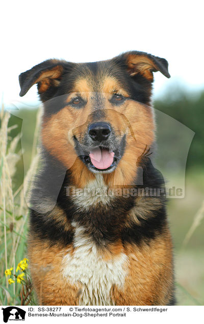 Berner-Sennenhund-Schferhund Portrait / Bernese-Mountain-Dog-Shepherd Portrait / SS-38277