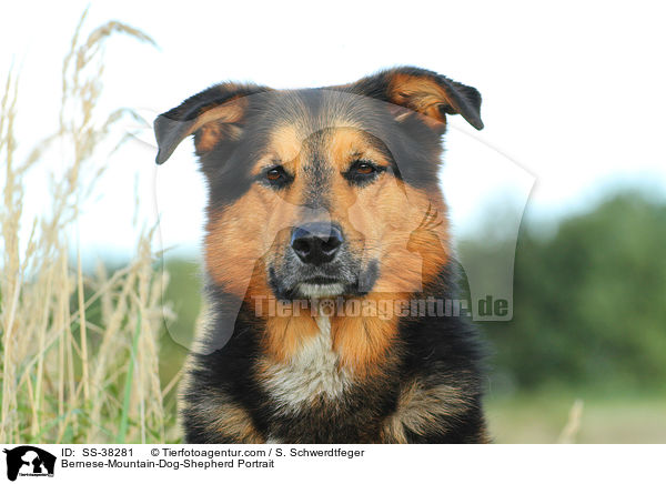 Berner-Sennenhund-Schferhund Portrait / Bernese-Mountain-Dog-Shepherd Portrait / SS-38281