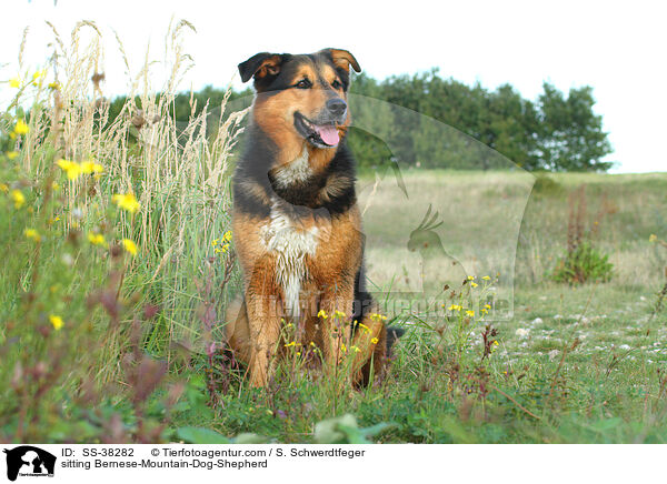 sitzender Berner-Sennenhund-Schferhund / sitting Bernese-Mountain-Dog-Shepherd / SS-38282