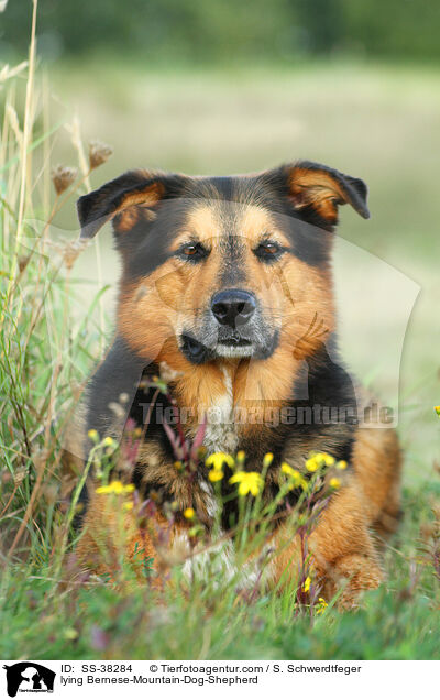liegender Berner-Sennenhund-Schferhund / lying Bernese-Mountain-Dog-Shepherd / SS-38284