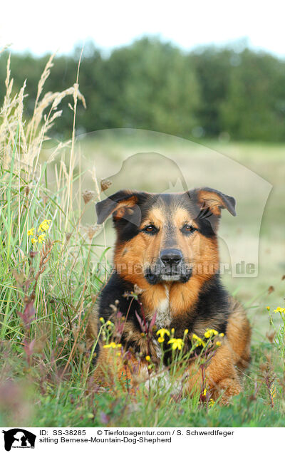 sitzender Berner-Sennenhund-Schferhund / sitting Bernese-Mountain-Dog-Shepherd / SS-38285