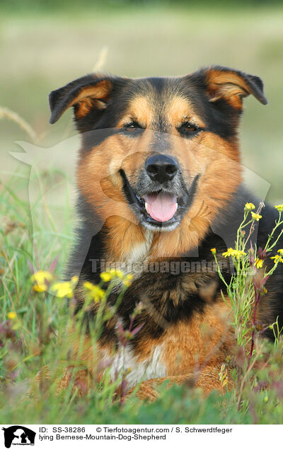 liegender Berner-Sennenhund-Schferhund / lying Bernese-Mountain-Dog-Shepherd / SS-38286