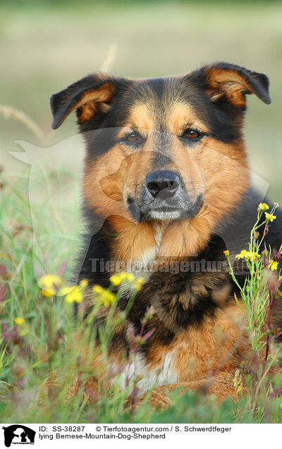 liegender Berner-Sennenhund-Schferhund / lying Bernese-Mountain-Dog-Shepherd / SS-38287