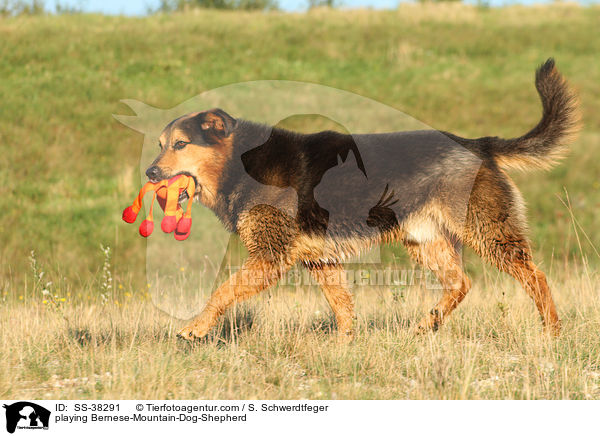 spielender Berner-Sennenhund-Schferhund / playing Bernese-Mountain-Dog-Shepherd / SS-38291