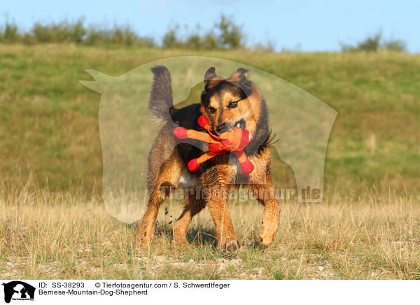 Berner-Sennenhund-Schferhund / Bernese-Mountain-Dog-Shepherd / SS-38293