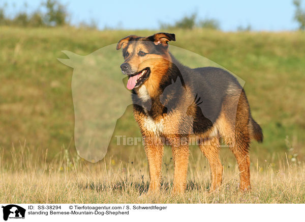 stehender Berner-Sennenhund-Schferhund / standing Bernese-Mountain-Dog-Shepherd / SS-38294