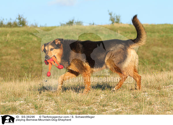 spielender Berner-Sennenhund-Schferhund / playing Bernese-Mountain-Dog-Shepherd / SS-38296