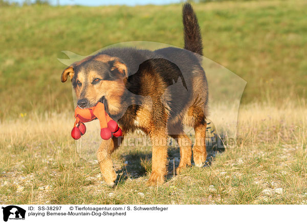 spielender Berner-Sennenhund-Schferhund / playing Bernese-Mountain-Dog-Shepherd / SS-38297