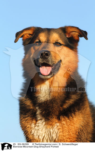 Berner-Sennenhund-Schferhund Portrait / Bernese-Mountain-Dog-Shepherd Portrait / SS-38299