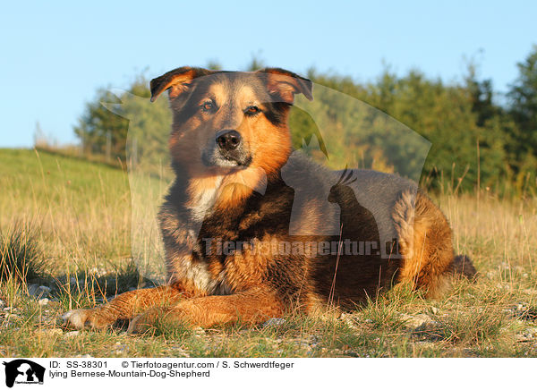 liegender Berner-Sennenhund-Schferhund / lying Bernese-Mountain-Dog-Shepherd / SS-38301