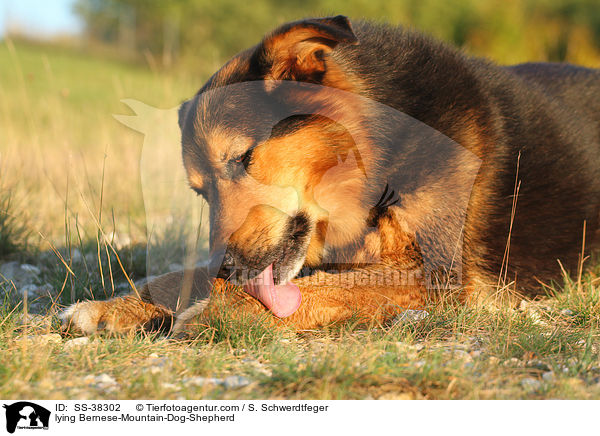 liegender Berner-Sennenhund-Schferhund / lying Bernese-Mountain-Dog-Shepherd / SS-38302