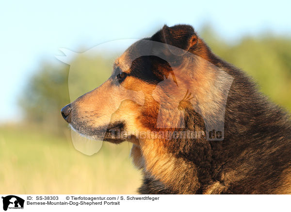 Berner-Sennenhund-Schferhund Portrait / Bernese-Mountain-Dog-Shepherd Portrait / SS-38303