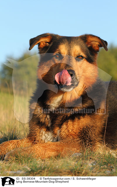 liegender Berner-Sennenhund-Schferhund / lying Bernese-Mountain-Dog-Shepherd / SS-38304