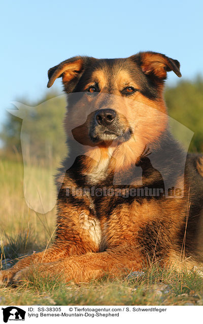 liegender Berner-Sennenhund-Schferhund / lying Bernese-Mountain-Dog-Shepherd / SS-38305