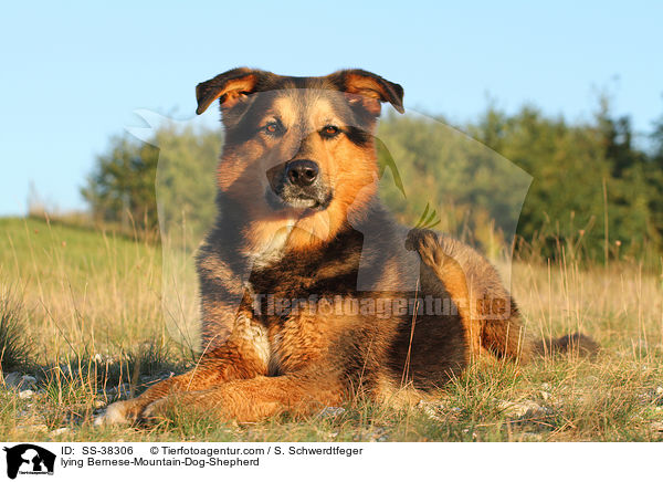 liegender Berner-Sennenhund-Schferhund / lying Bernese-Mountain-Dog-Shepherd / SS-38306