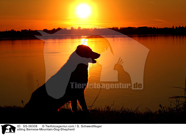 sitzender Berner-Sennenhund-Schferhund / sitting Bernese-Mountain-Dog-Shepherd / SS-38308