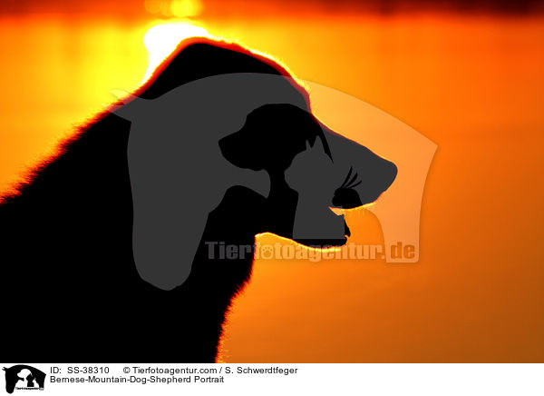 Berner-Sennenhund-Schferhund Portrait / Bernese-Mountain-Dog-Shepherd Portrait / SS-38310