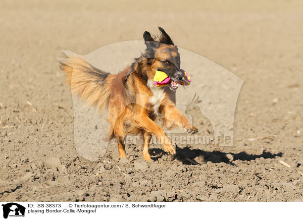 playing Border-Collie-Mongrel / SS-38373