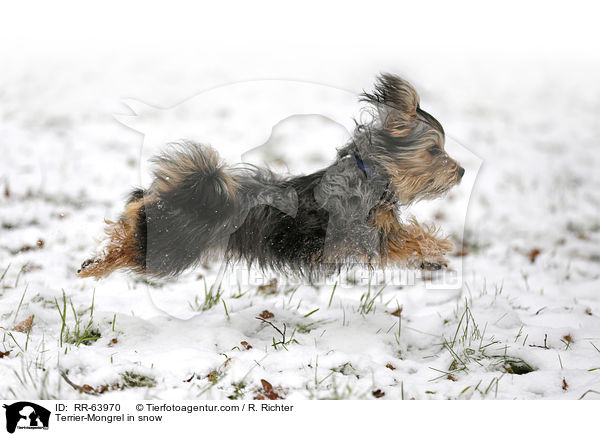 Terrier-Mischling im Schnee / Terrier-Mongrel in snow / RR-63970